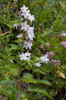 Campanula trachelium L.