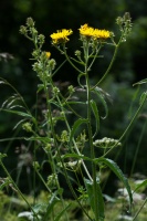 Picris hieracioides L.