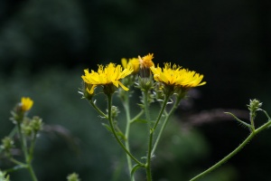 Picris hieracioides L.