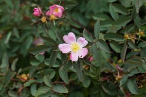 Rosa glauca Pourret