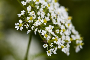 Anthriscus nitida (Wahlenb.) Garcke