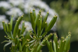 Anthriscus nitida (Wahlenb.) Garcke