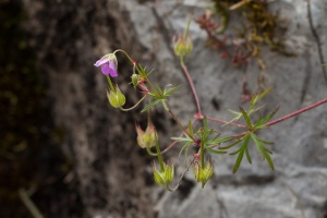 Geranium columbinum L.