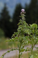 Cirsium arvense (L.) Scop.