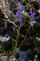 Campanula rotundifolia L.