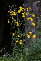 Crepis biennis L.