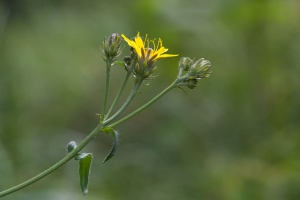 Picris hieracioides L.