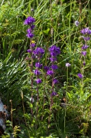 Campanula glomerata L.