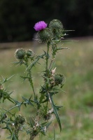 Cirsium vulgare (Savi) Ten.