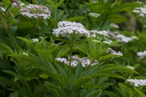 Sambucus ebulus L.