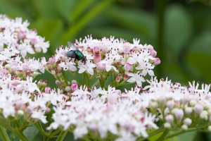 Sambucus ebulus L.