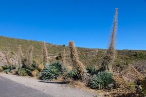 Echium wildpretii H.Pearson ex Hook.f.