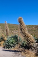 Echium wildpretii H.Pearson ex Hook.f.