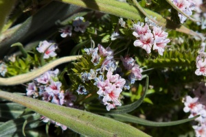 Echium wildpretii H.Pearson ex Hook.f.