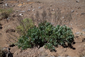 Echium gentianoides Webb ex Coincy