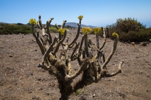 Kleinia neriifolia Haw.