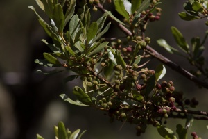 Myrica faya Dryand.