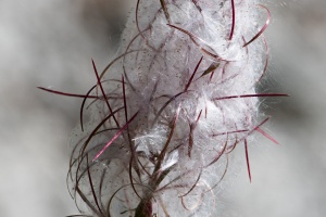 Epilobium angustifolium L.