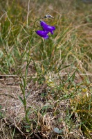 Campanula rotundifolia L.