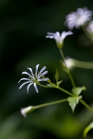 Stellaria nemorum L.