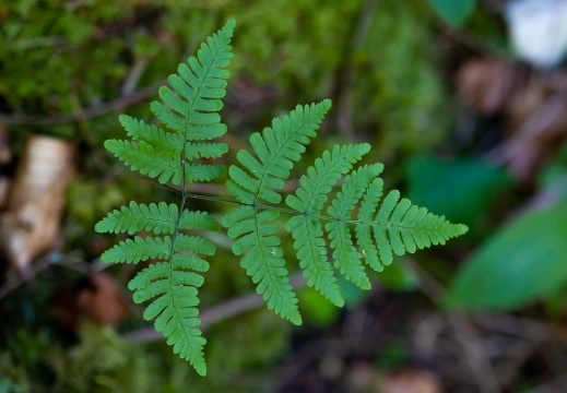 Cystopteridacea