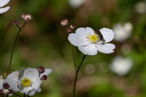 Ranunculus aconitifolius L.