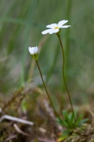 Androsace lactea L.