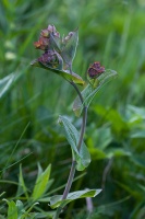 Bupleurum longifolium L.