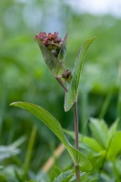 Bupleurum longifolium L.