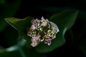 Bupleurum longifolium L.