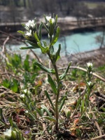 Buglossoides arvensis (L.) I.M.Johnst.