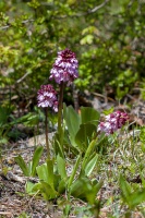 Orchis purpurea Huds.