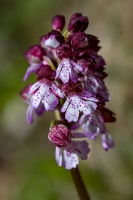 Orchis purpurea Huds.