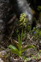 Orchis pallens L.