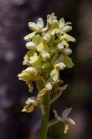 Orchis pallens L.