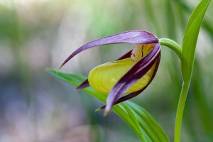 Cypripedium calceolus L.