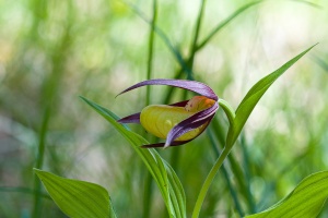 Cypripedium calceolus L.