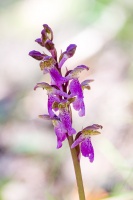 Orchis spitzelii Saut. ex W.D.J.Koch