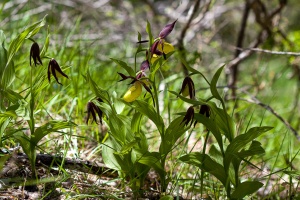 Cypripedium calceolus L.