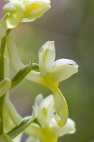 Orchis pallens L.