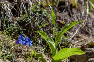 Cypripedium calceolus L.