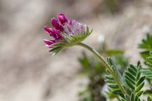 Anthyllis montana L.