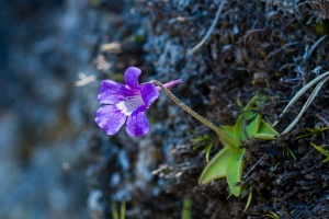 Pinguicula grandiflora Lam.