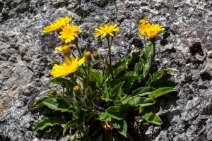 Hieracium humile Jacq.