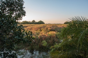 Okavango delta