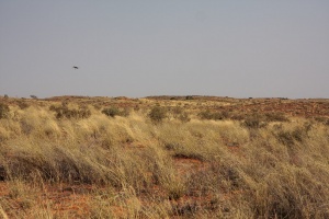 Kgalagadi Transfrontier Park