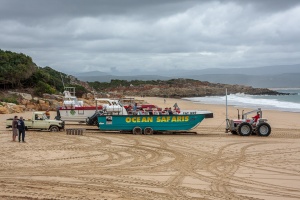 Whale watching at Plettenberg Bay