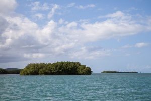 Mangrove in Ste-Rose