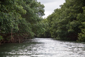 Mangrove in Ste-Rose