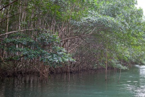 Mangrove in Ste-Rose